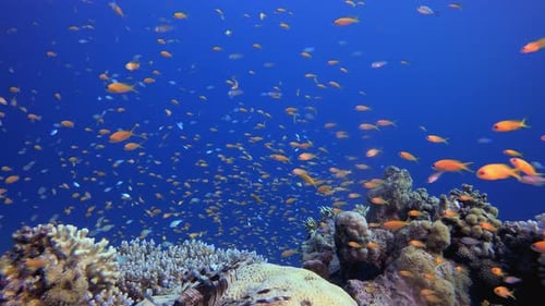 Underwater Tropical Reef Fish