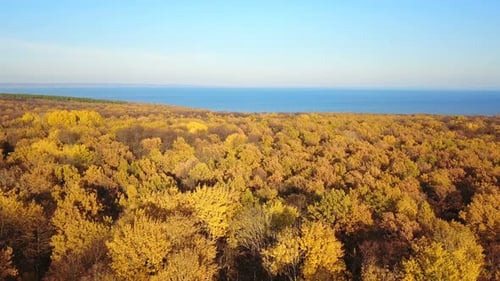 Herbstliche Wald-Natur