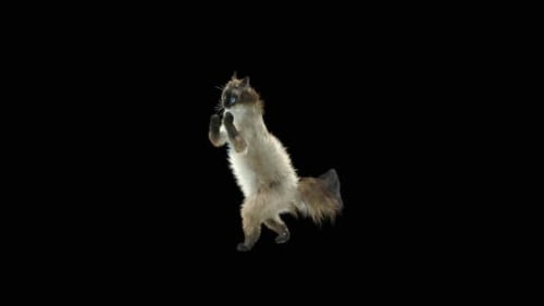 Katze HD