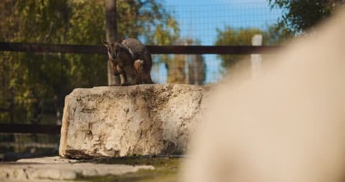 Wallaby à pieds jaunes debout sur le rocher. BMPCC 4K