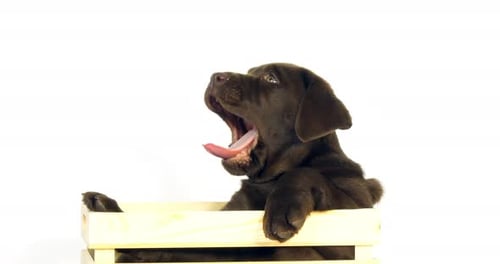 Brown Labrador Retriever, Puppy standing in a Box on White Background, yawning, Normandy