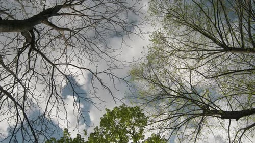 Looking Up at Trees Against Cloudy Blue Sky