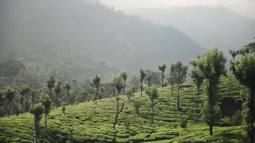 Vue du paysage des plantations de thé, Munnar, Kerala, Inde, au crépuscule