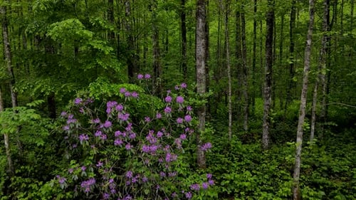 Regenwälder