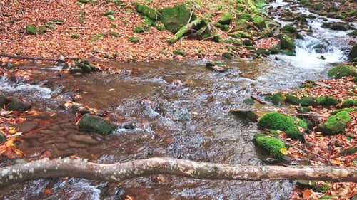 Mountain River with Autumn Leaves