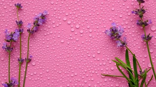 Pink Background with Water Droplets and Lavender