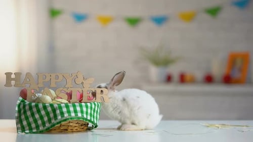 White Rabbit Sniffs Easter Eggs in Basket