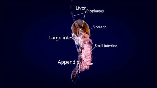 Animated 3D Human Digestive System with Labeled Organs