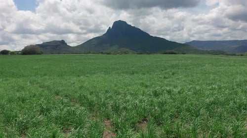 Sugar Cane Harvest Plantation