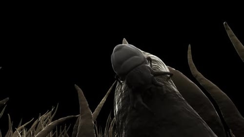 Petits insectes vivant dans la poussière. Il se nourrit de flocons de peau d'animaux et d'humains.
