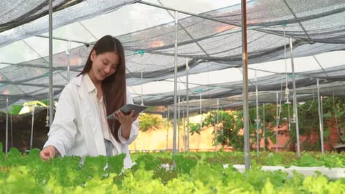 Asian scientist woman examined the quality of vegetable organic salad from the hydroponic farm