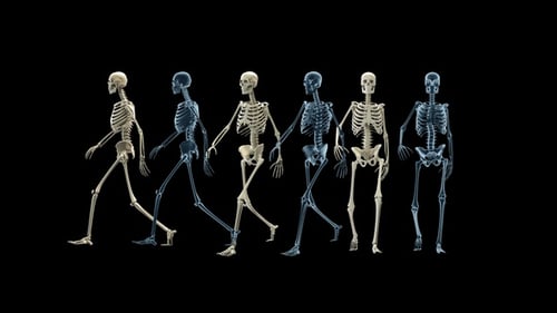 Skeleton Walk Fahrradpaket Full HD