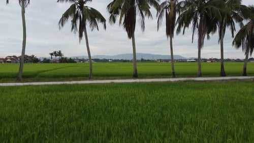 Fly over paddy field towards coconut trees