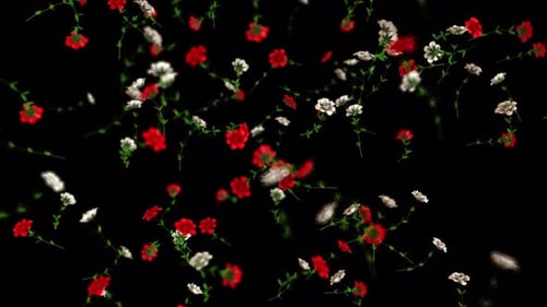 Rain of Rose Flowers