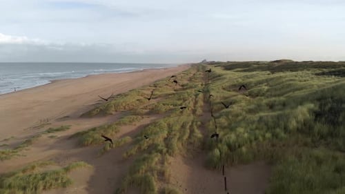 Flock Of Birds Flying Above Sand Dunes By The Shore At Katwijk Beach In South Holland, Northern Neth
