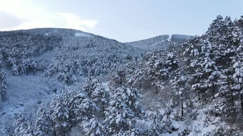 Snowy Trees
