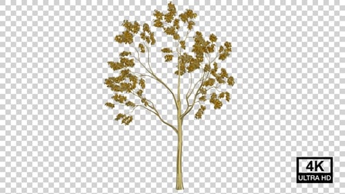 Growing Golden Tree Animation