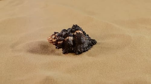 Spitze einer ungewöhnlichen schwarzen Meeresmuschel auf Sand, Rotation, Nahaufnahme
