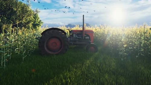 Traktor auf einem Maisfeld