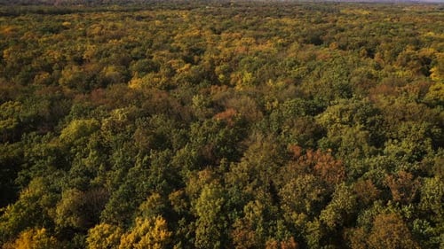 Autumn Forest Aerial View