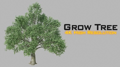 Animated Tree Growth Revealing Green Leaves