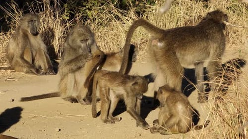 Chacma Baboon Family - Kruger National Park