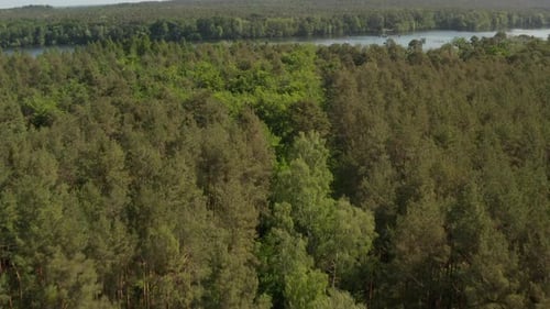 AERIAL: Slow Flight Over Rich Green Forest Tree Tops in Germany European Woods in Beautiful Green