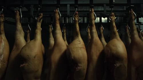 Pig Carcasses Hanging in Cold Storage