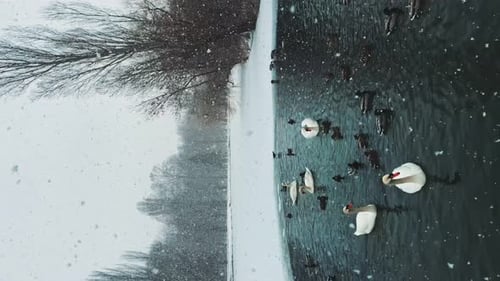 Beautiful Birds