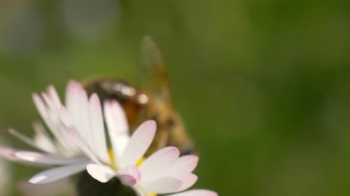 Honey Bee Daisy Meadow