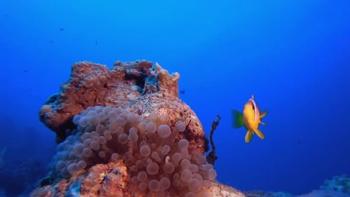Tropical Clownfish and Sea Anemones