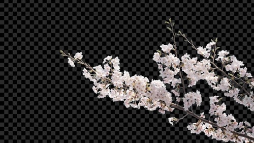 Graceful Cherry Blossom Branch with Realistic Sway and Alpha Channel