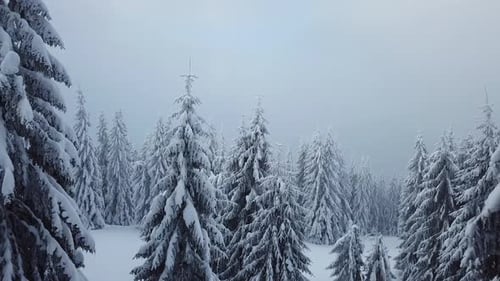 Flying Above Snowy Winter Forest in the mountains. Snow covered Trees