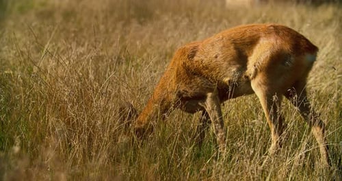 Deer Grazing Peacefully in Rural Grassy Field