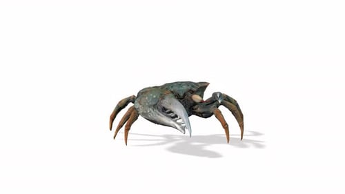 3D Animated Crab Moving Claws on White Background