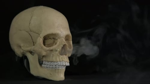 Head Bone in the Room