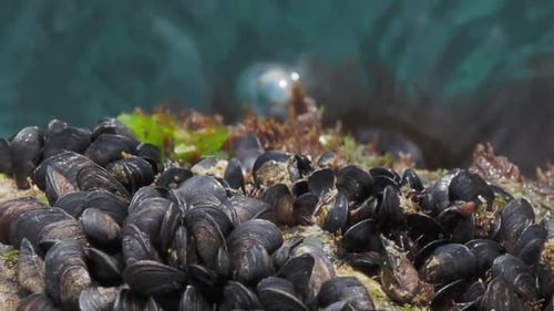 Mediterranean Mussel or Mytilus Galloprovincialis on Rocks Above Black Sea