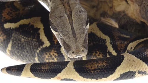 Royal Python or Python Regius on Wooden Snag in Studio Against a White Background