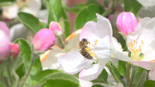 Bee Collecting Pollen on Delicate Apple Blossom