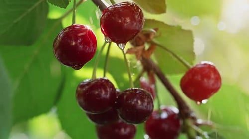 Cerises sur une branche sous la pluie