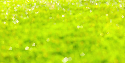 Green Grass 4