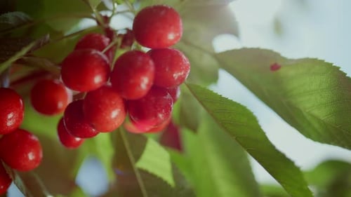 Branche de cerisier rouge fraîche en gros plan du jardin d'été