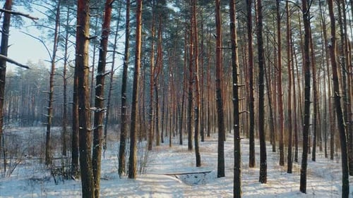Camera Flight Through Beautiful Winter Snowy Coniferous Forest