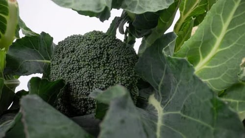 Broccoli and Cauliflower Close Up Rotating