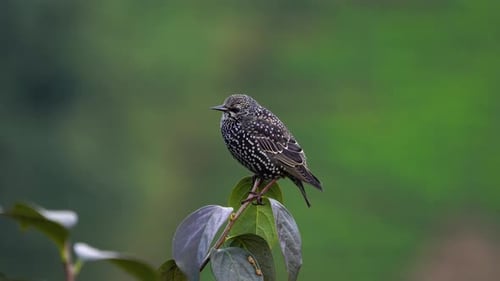 Common Starling