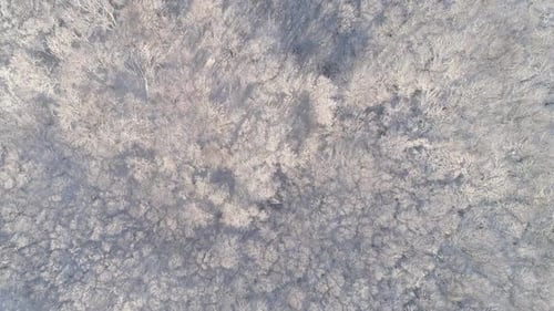 Aerial View of Winter Forest Covered with Snow