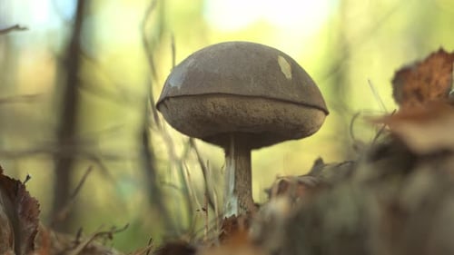 A Mushroom Picker Cuts a Mushroom with a Knife in the Forest