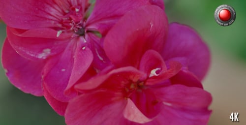 Flowee