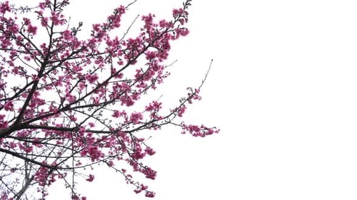 Flor de cerezo sobre fondo blanco