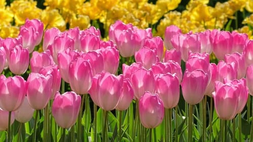Blooming Tulips in Flower Garden